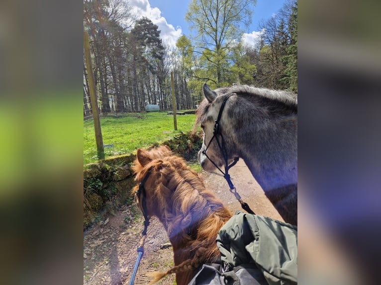 Kuc walijski sekcji A Wałach 5 lat 123 cm in Frankenthal (Pfalz)