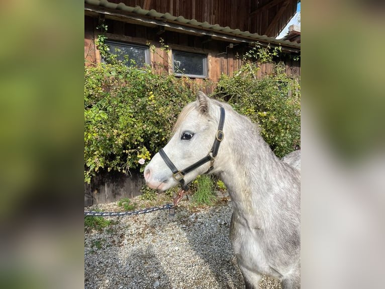 Kuc walijski sekcji A Wałach 5 lat 123 cm Siwa in Loiching