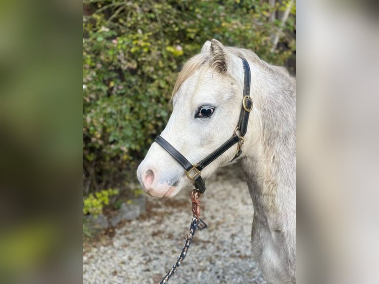 Kuc walijski sekcji A Wałach 5 lat 123 cm Siwa in Loiching