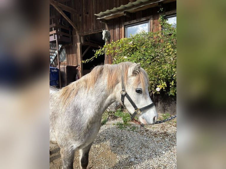 Kuc walijski sekcji A Wałach 5 lat 123 cm Siwa in Loiching