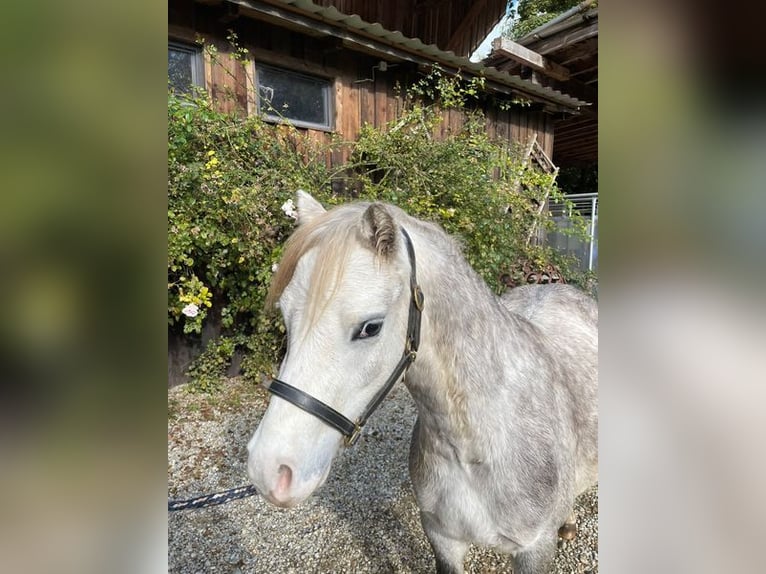 Kuc walijski sekcji A Wałach 5 lat 123 cm Siwa in Loiching