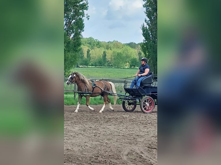 Kuc walijski sekcji A Wałach 5 lat 124 cm Kasztanowata in Huissen