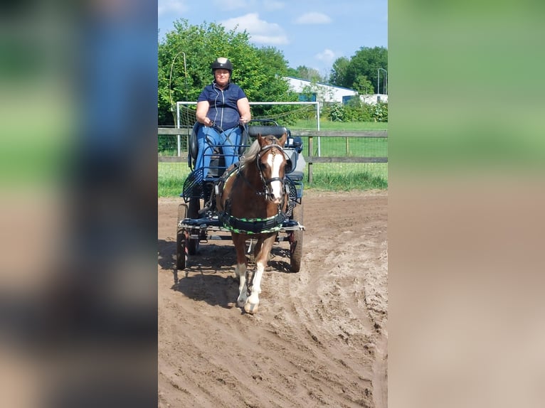 Kuc walijski sekcji A Wałach 5 lat 124 cm Kasztanowata in Huissen