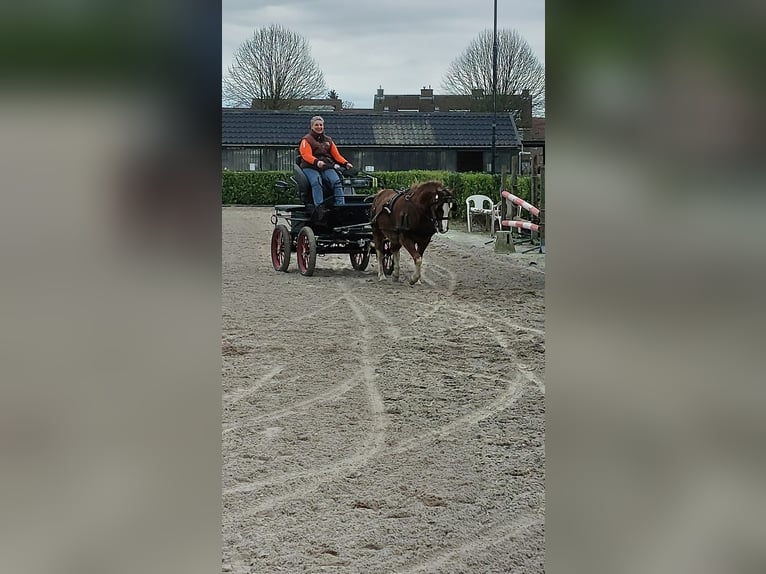 Kuc walijski sekcji A Wałach 5 lat 124 cm Kasztanowata in Huissen