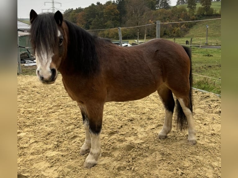 Kuc walijski sekcji A Wałach 6 lat 110 cm Gniada in Drolshagen