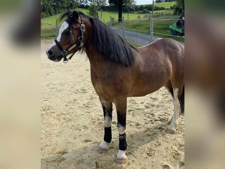 Kuc walijski sekcji A Wałach 6 lat 110 cm Gniada in Drolshagen