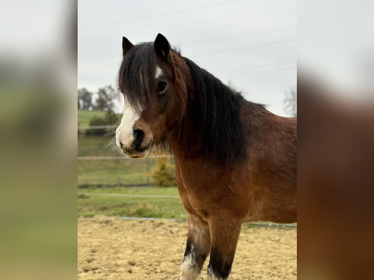 Kuc walijski sekcji A Wałach 6 lat 110 cm Gniada in Drolshagen