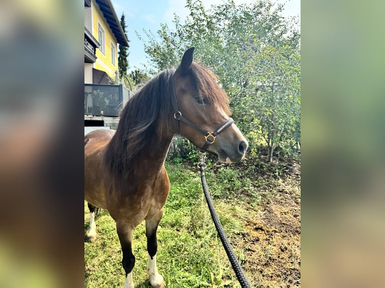 Kuc walijski sekcji A Wałach 6 lat 115 cm Gniada in Amstetten