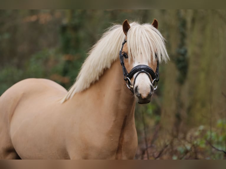 Kuc walijski sekcji A Wałach 6 lat 122 cm Ciemnokasztanowata in Heemskerk