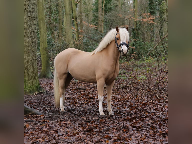 Kuc walijski sekcji A Wałach 6 lat 122 cm Ciemnokasztanowata in Heemskerk