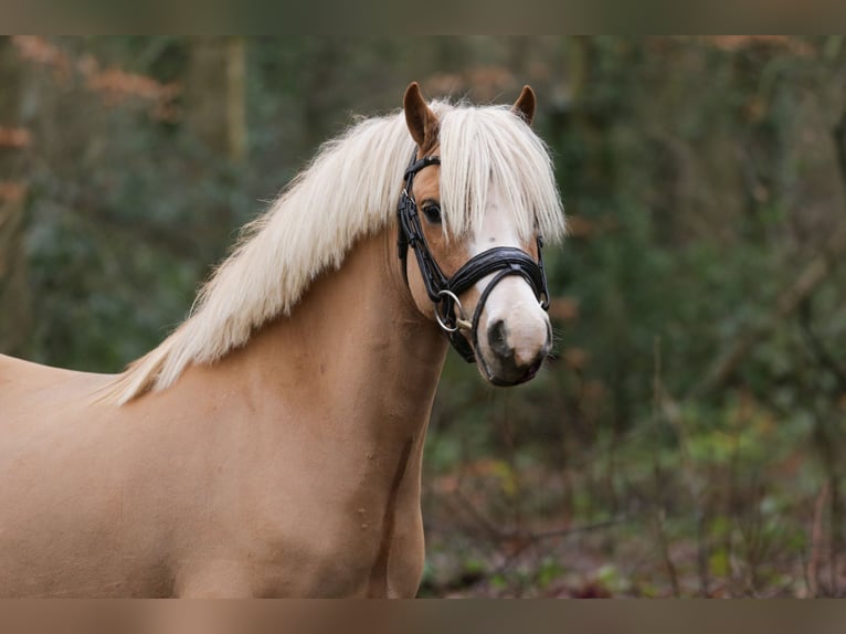 Kuc walijski sekcji A Wałach 6 lat 122 cm Ciemnokasztanowata in Heemskerk