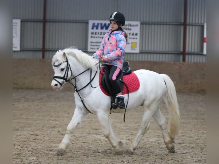 Kuc walijski sekcji A Wałach 6 lat 124 cm Siwa in Wildeshausen