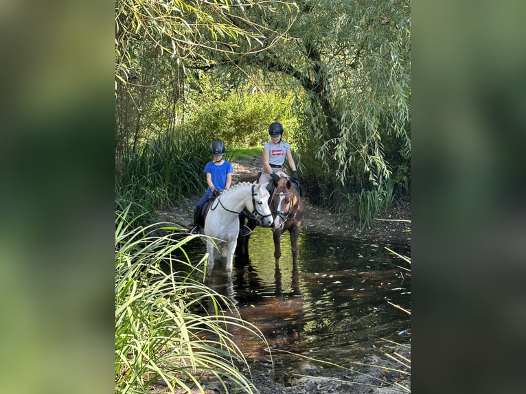 Kuc walijski sekcji A Wałach 6 lat 128 cm Siwa in Meppen