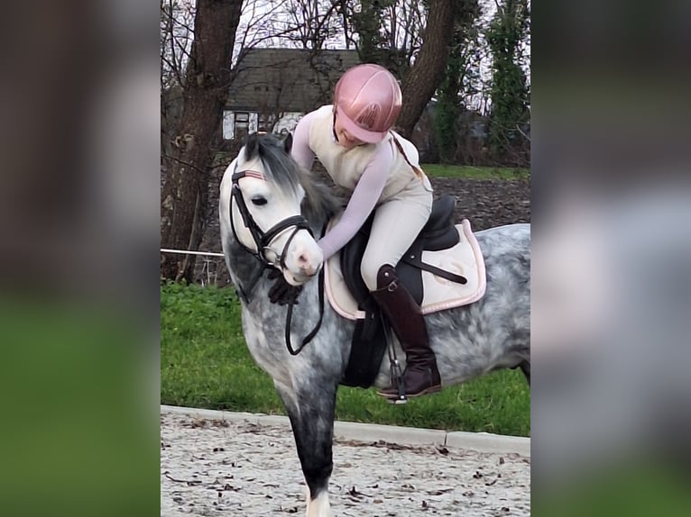 Kuc walijski sekcji A Wałach 7 lat 119 cm Stalowosiwy in Leeuwarden