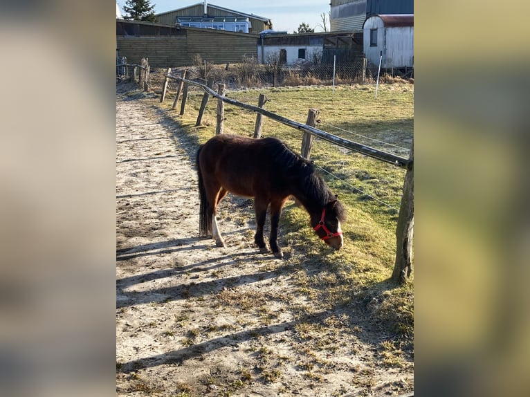 Kuc walijski sekcji A Wałach 7 lat 120 cm Gniada in Tating