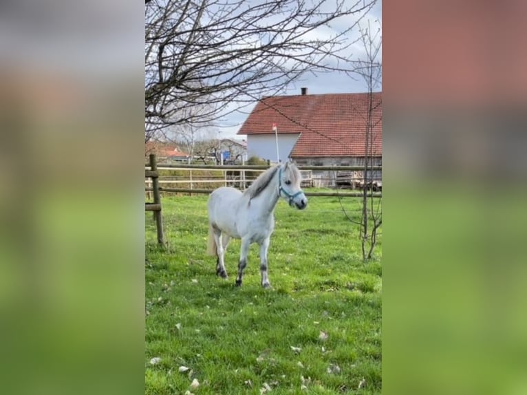 Kuc walijski sekcji A Wałach 7 lat 125 cm Siwa in Kaltental