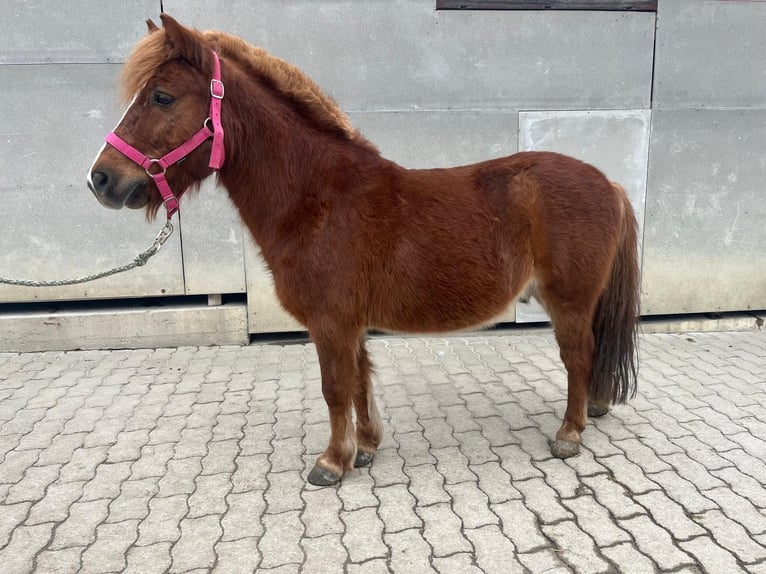 Kuc walijski sekcji A Mix Wałach 8 lat 115 cm Kasztanowata in Loipersbach