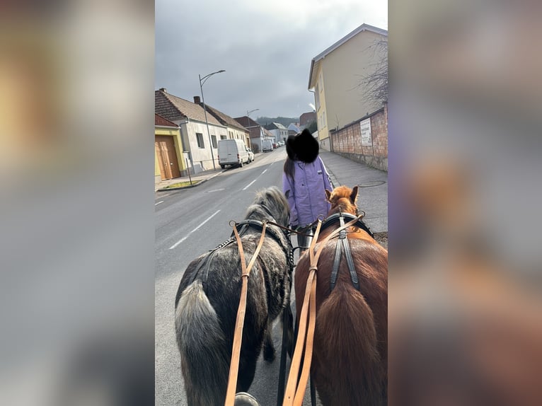 Kuc walijski sekcji A Mix Wałach 8 lat 115 cm Kasztanowata in Loipersbach