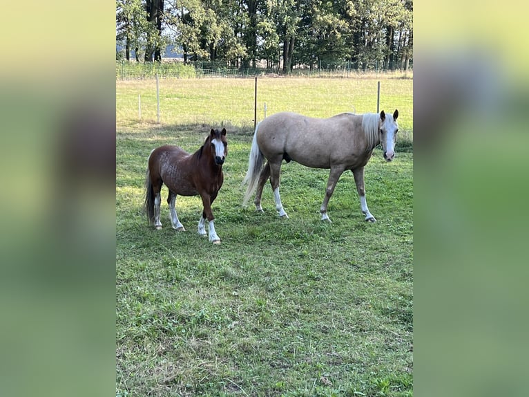 Kuc walijski sekcji A Wałach 8 lat 118 cm Kasztanowata in Quitzdorf am See