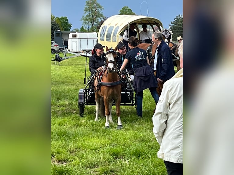 Kuc walijski sekcji A Wałach 8 lat 118 cm Kasztanowata in Quitzdorf am See