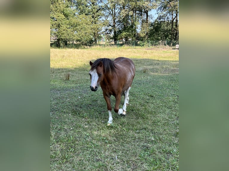 Kuc walijski sekcji A Wałach 8 lat 118 cm Kasztanowata in Quitzdorf am See