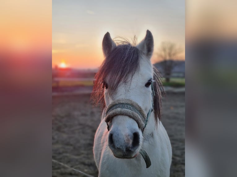 Kuc walijski sekcji A Wałach 8 lat 126 cm Siwa in Stockach