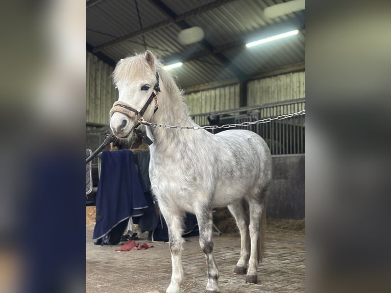 Kuc walijski sekcji A Wałach 9 lat 114 cm Siwa in Maasbree