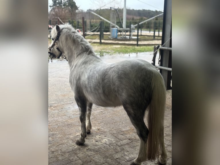 Kuc walijski sekcji A Wałach 9 lat 114 cm Siwa in Maasbree