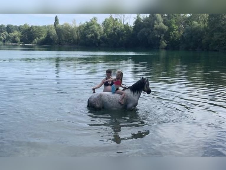 Kuc walijski sekcji A Wałach 9 lat 121 cm Siwa in Eberdingen