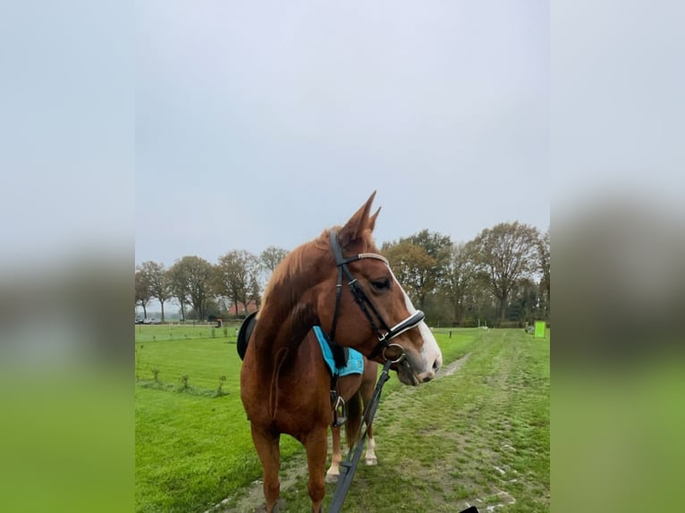 Kuc walijski sekcji B Klacz 10 lat 125 cm Gniada in North Wales