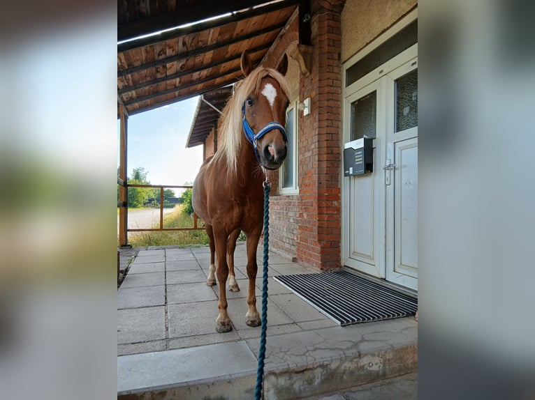 Kuc walijski sekcji B Mix Klacz 10 lat 125 cm Kasztanowata in Unterwellenborn