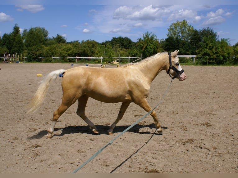Kuc walijski sekcji B Klacz 10 lat 128 cm Izabelowata in Wroc&#x142;aw