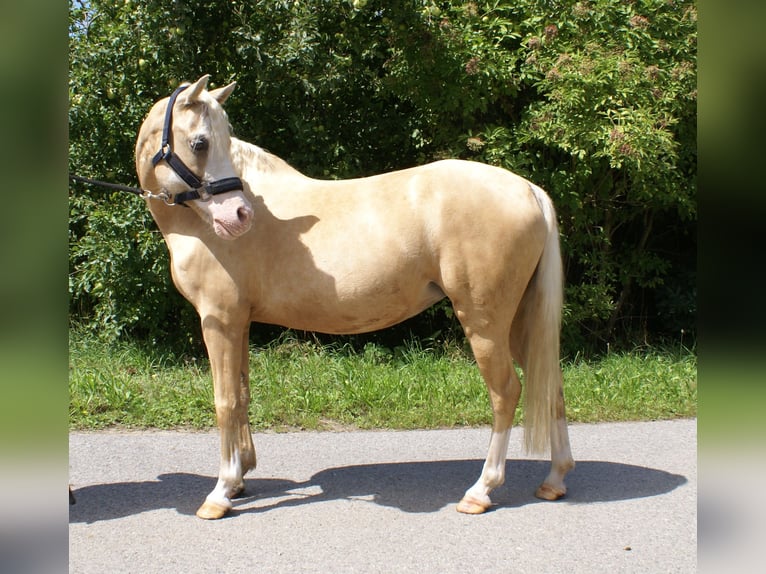 Kuc walijski sekcji B Klacz 10 lat 128 cm Izabelowata in Wroc&#x142;aw