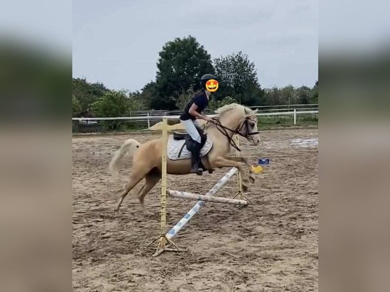 Kuc walijski sekcji B Klacz 10 lat 128 cm Izabelowata in Wroc&#x142;aw