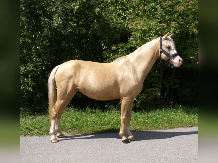 Kuc walijski sekcji B Klacz 10 lat 128 cm Izabelowata in Wroc&#x142;aw