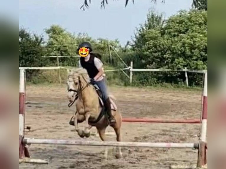 Kuc walijski sekcji B Klacz 10 lat 128 cm Izabelowata in Wroc&#x142;aw