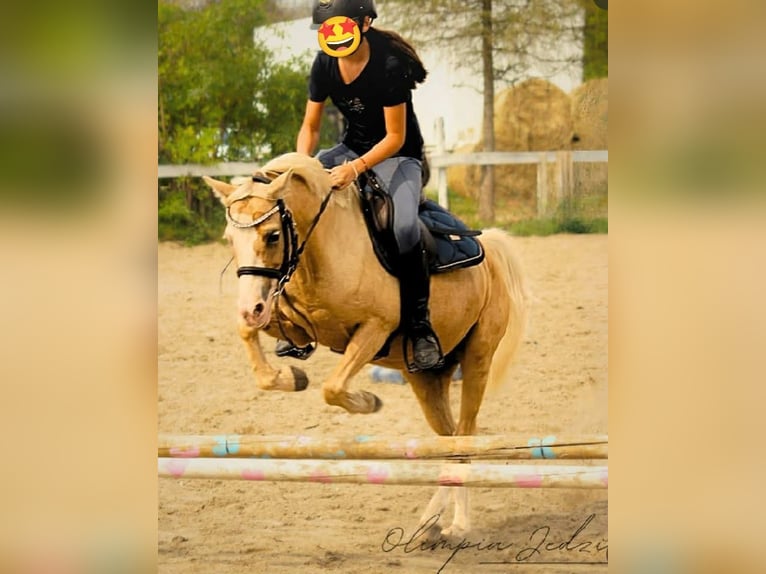Kuc walijski sekcji B Klacz 10 lat 128 cm Izabelowata in Wroc&#x142;aw