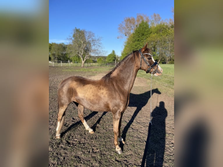 Kuc walijski sekcji B Klacz 10 lat 130 cm Ciemnokasztanowata in Rumia
