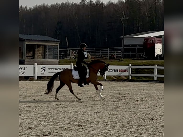 Kuc walijski sekcji B Klacz 10 lat 130 cm Ciemnokasztanowata in Rumia