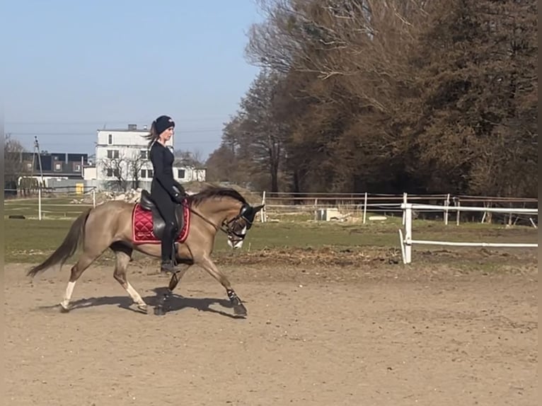 Kuc walijski sekcji B Klacz 10 lat 130 cm Ciemnokasztanowata in Rumia