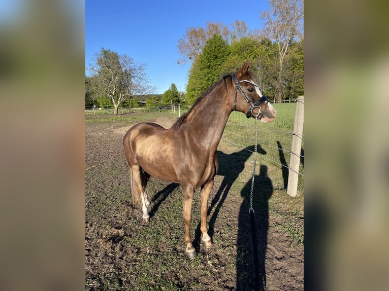 Kuc walijski sekcji B Klacz 10 lat 130 cm Ciemnokasztanowata in Rumia