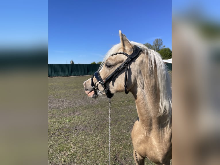 Kuc walijski sekcji B Klacz 10 lat 130 cm Ciemnokasztanowata in Rumia