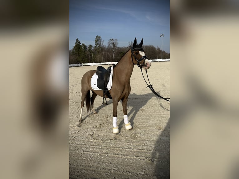 Kuc walijski sekcji B Klacz 10 lat 130 cm Ciemnokasztanowata in Rumia