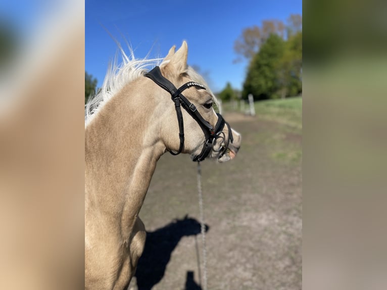 Kuc walijski sekcji B Klacz 10 lat 130 cm Ciemnokasztanowata in Rumia