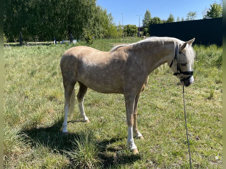 Kuc walijski sekcji B Klacz 10 lat 130 cm Ciemnokasztanowata in Rumia