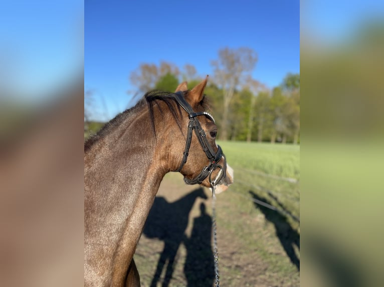 Kuc walijski sekcji B Klacz 10 lat 130 cm Ciemnokasztanowata in Rumia