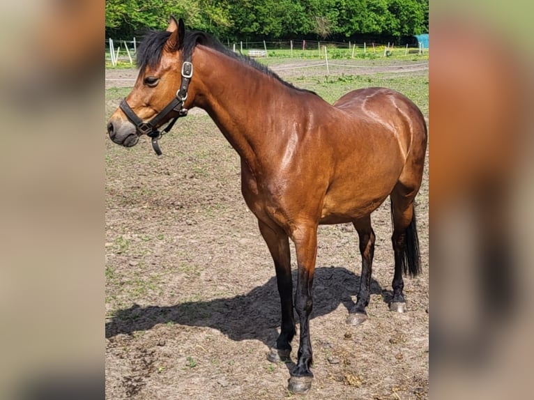 Kuc walijski sekcji B Klacz 10 lat 130 cm Gniada in Breklum