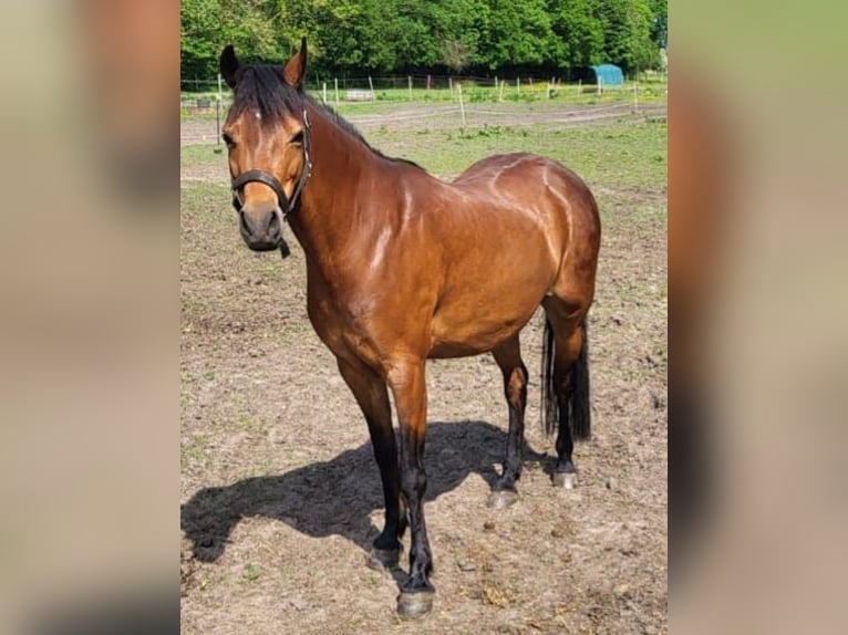 Kuc walijski sekcji B Klacz 10 lat 130 cm Gniada in Breklum