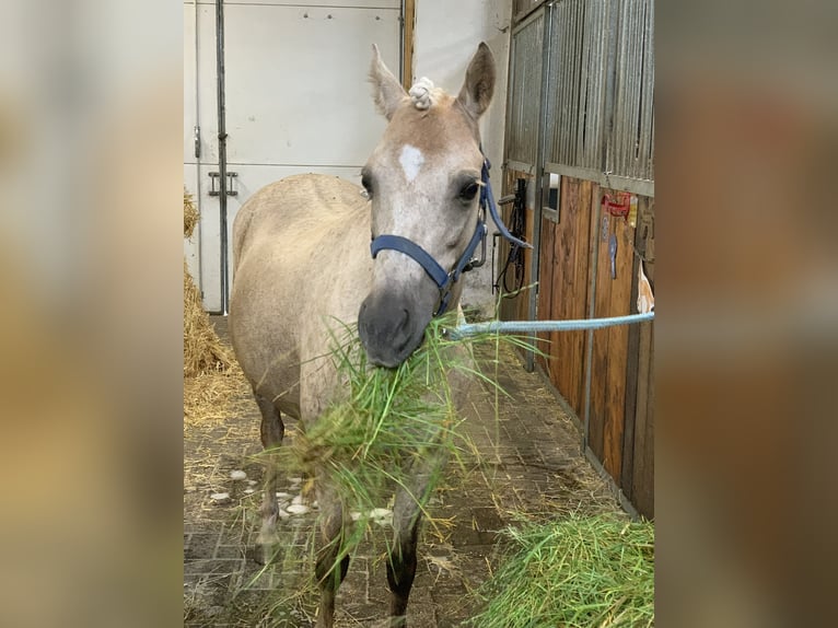 Kuc walijski sekcji B Klacz 10 lat 130 cm Izabelowata in Dörpen