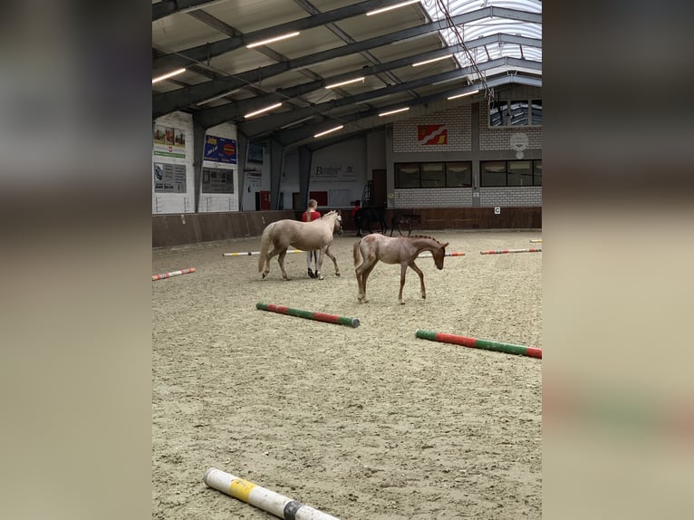 Kuc walijski sekcji B Klacz 10 lat 130 cm Izabelowata in Dörpen